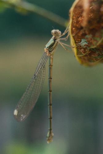 Chalcolestes viridis